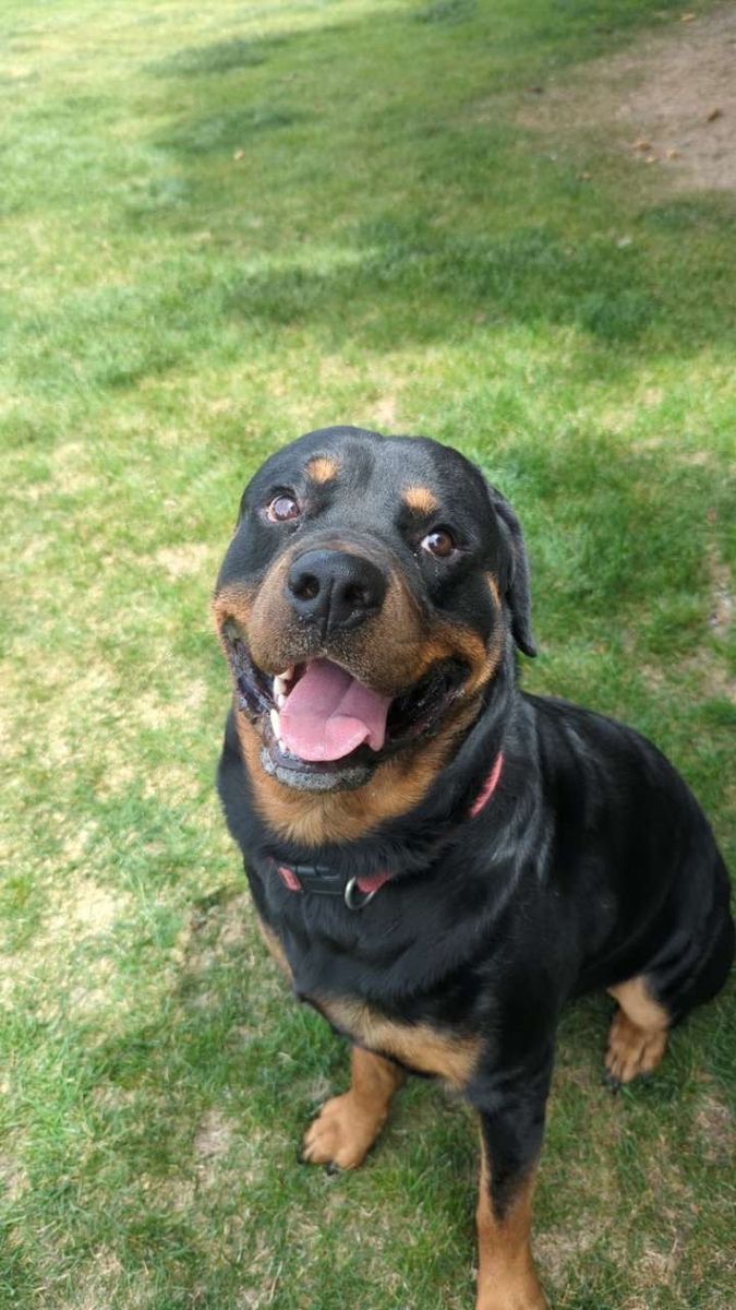 Rottweiler male