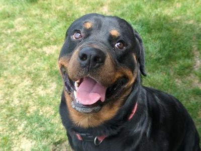 Rottweiler male