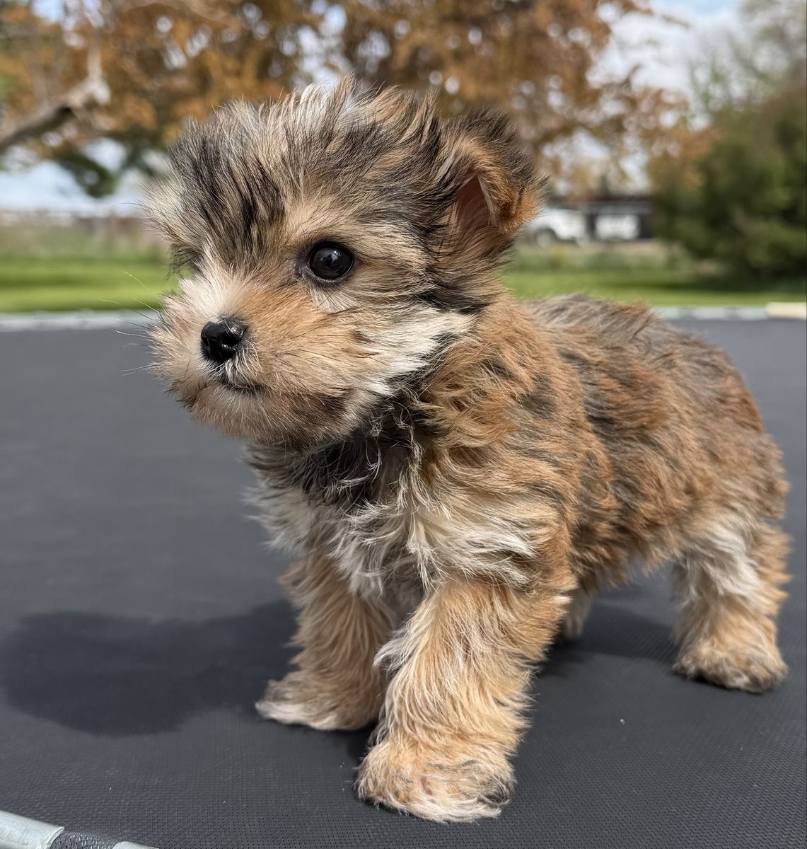 Adorable Little 3/4 Yorkie / Maltese Yorkies Puppy