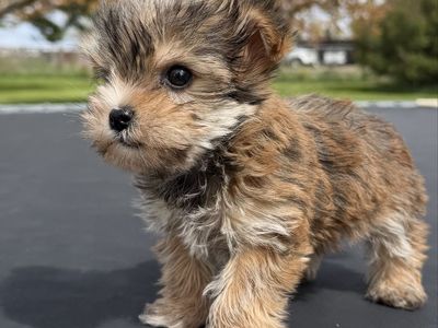 Adorable Little 3/4 Yorkie / Maltese Yorkies Puppy