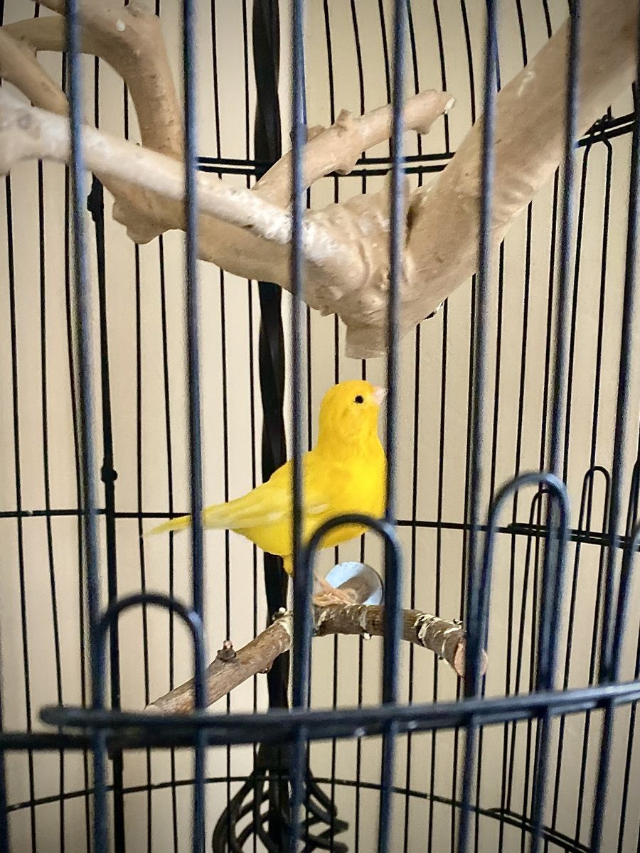 Free Yellow Canary