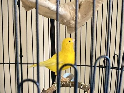 Free Yellow Canary