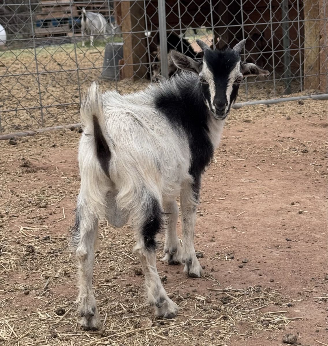 2 Nigerian Dwarf X Mini Silky Fainter Bucklings