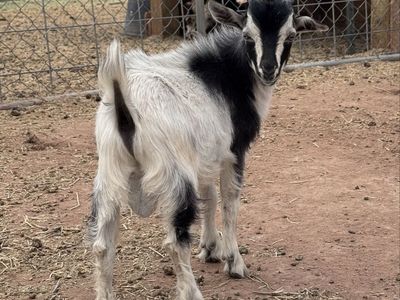 2 Nigerian Dwarf X Mini Silky Fainter Bucklings
