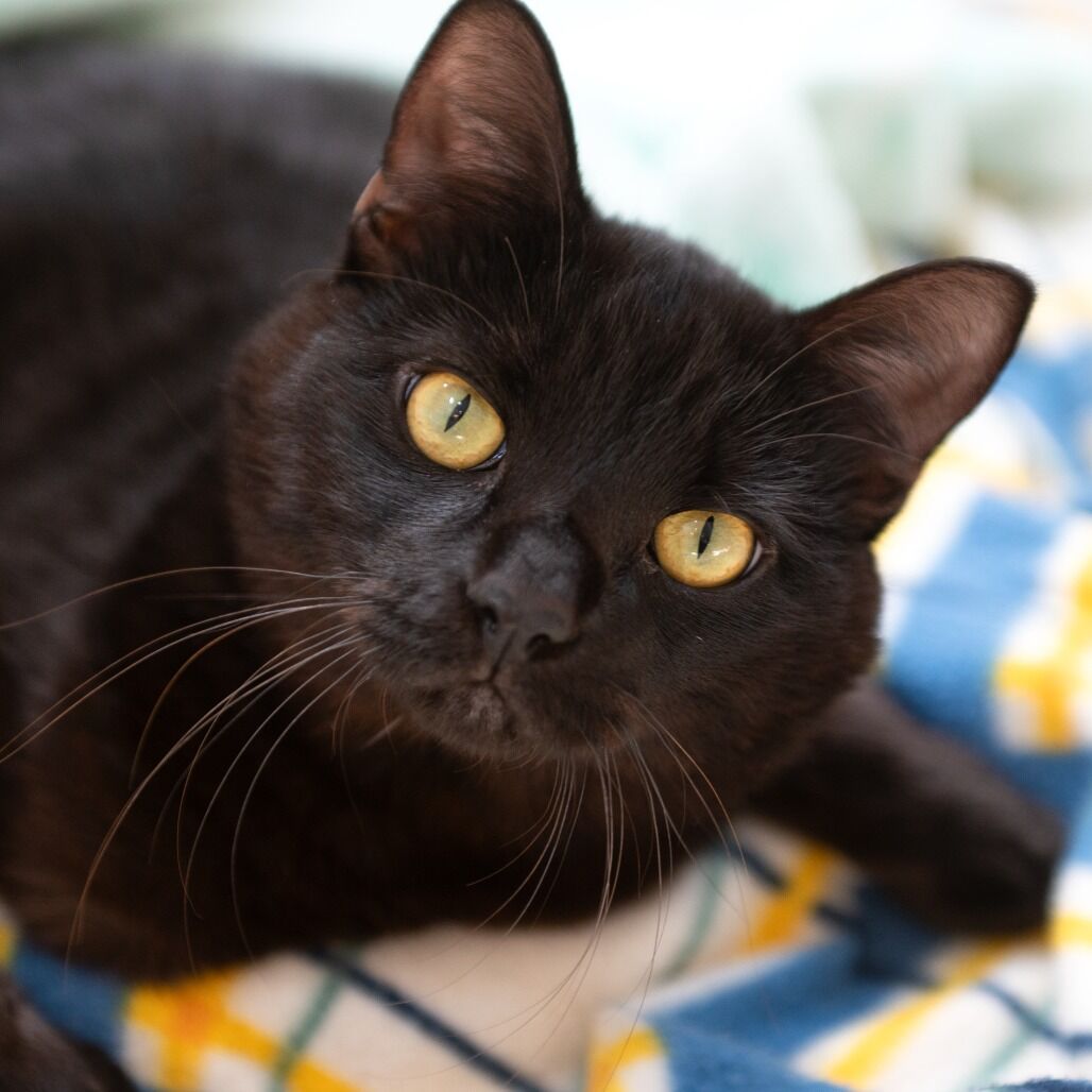 Hello my name is Licorice