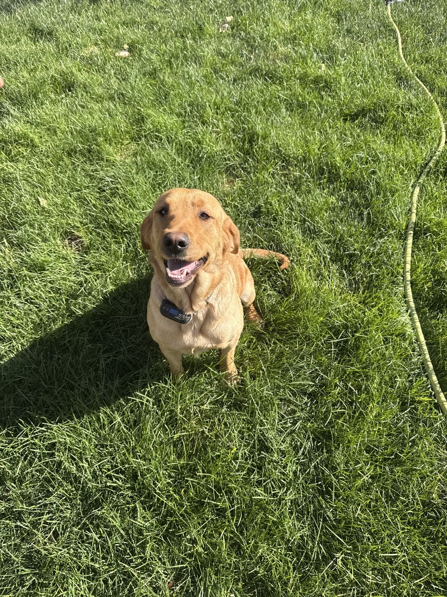 Yellow lab