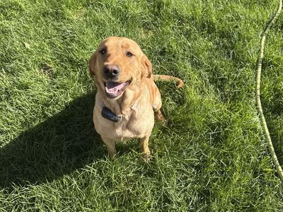 Yellow lab