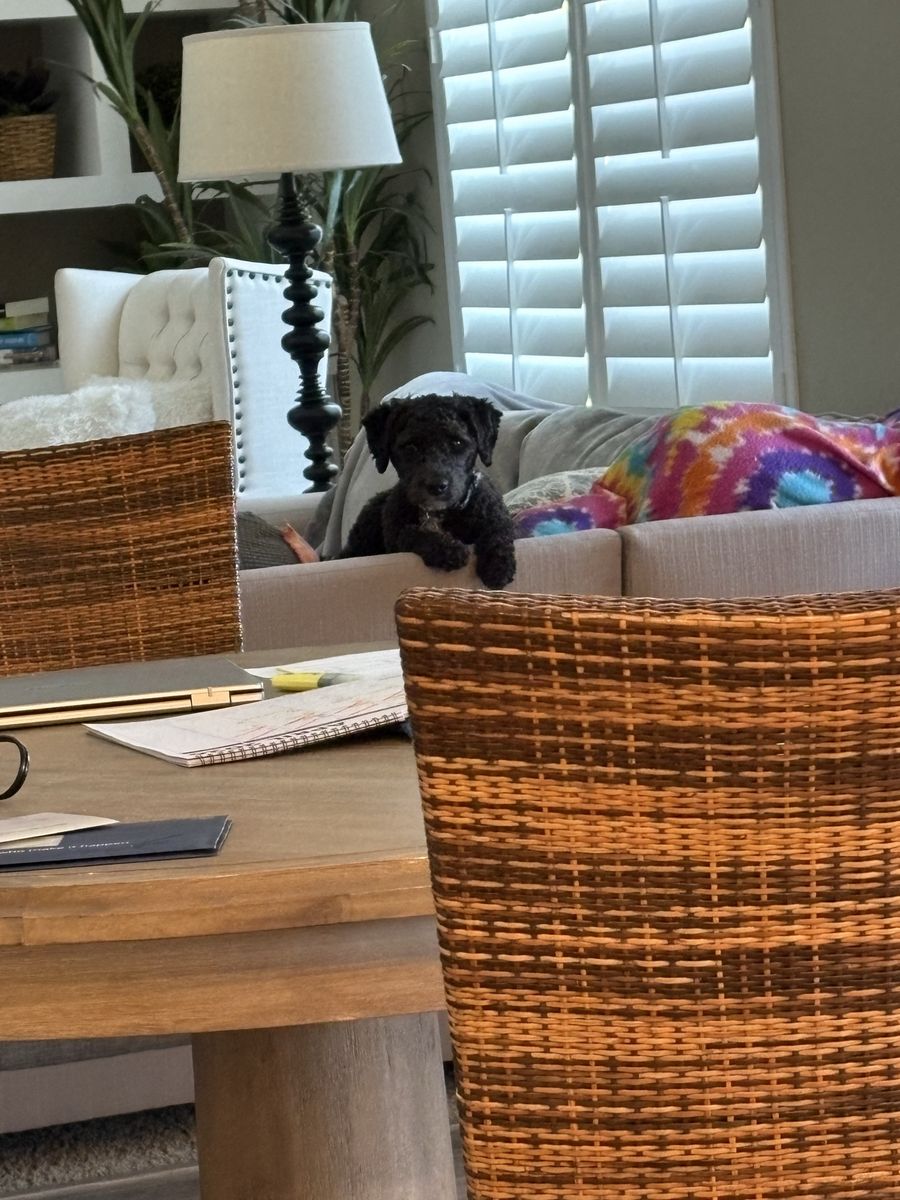 2yo miniature poodle Ash