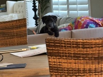 2yo miniature poodle Ash