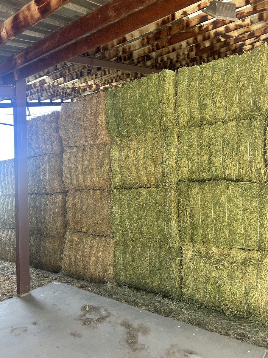 Alfalfa hay 2nd crop