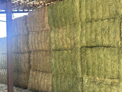 Alfalfa hay 2nd crop