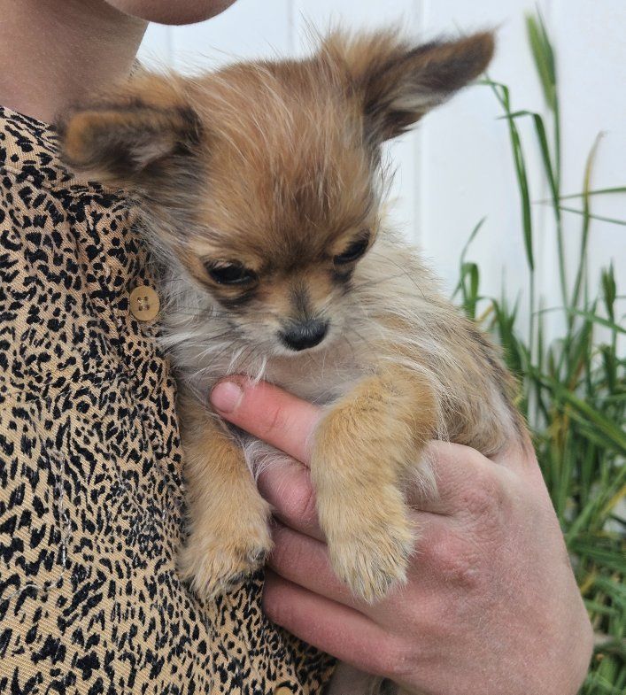 Teacup Chorkie Female puppy