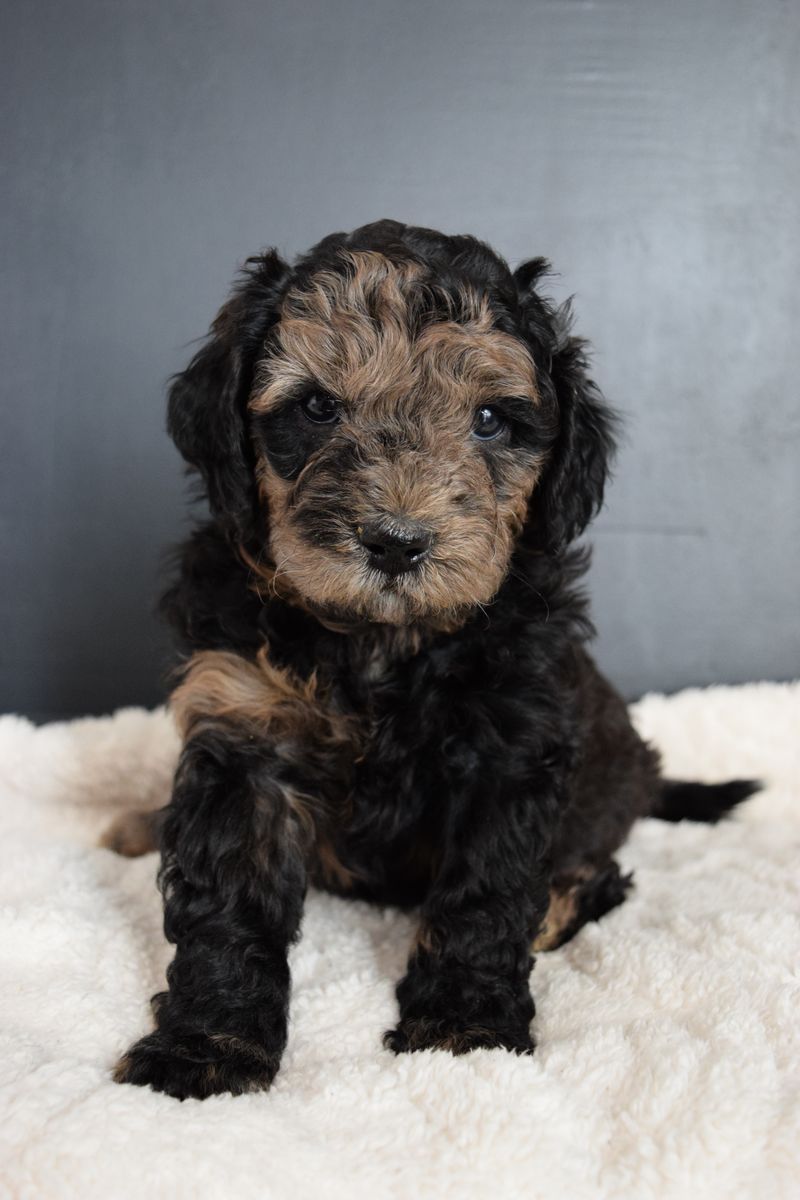 Mini Sheepadoodle Puppies