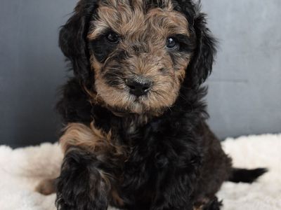Mini Sheepadoodle Puppies