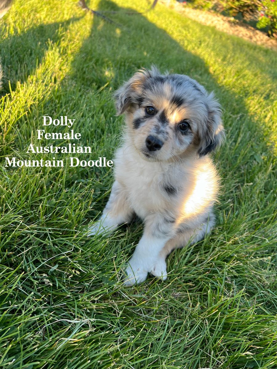 Australian Mountain Doodle Puppies