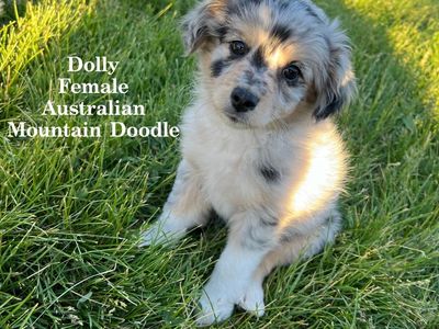 Australian Mountain Doodle Puppies