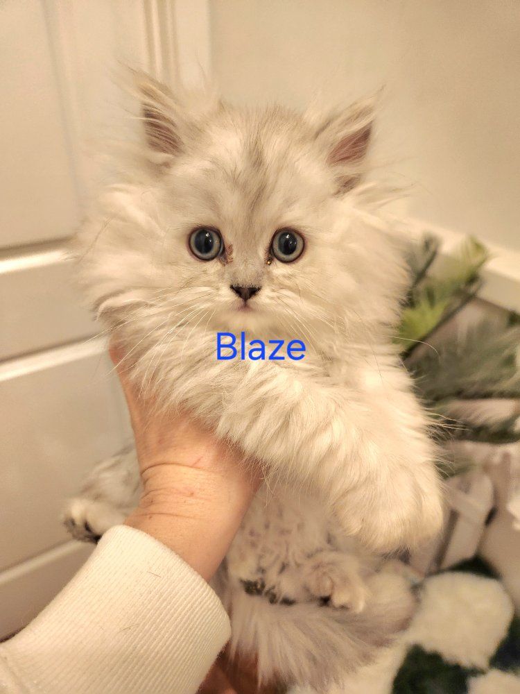 Purebred Chinchilla Silver Persian Kittens