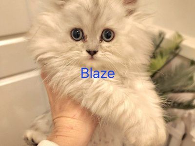 Purebred Chinchilla Silver Persian Kittens