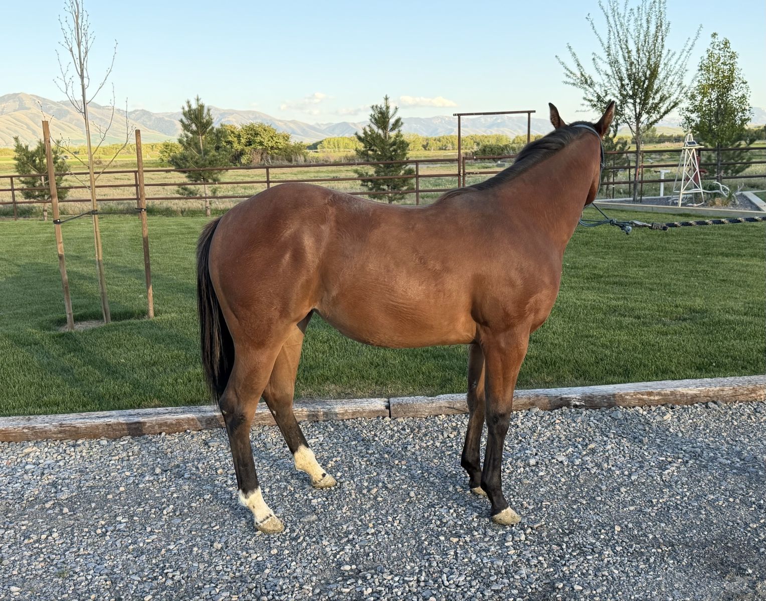 2025 cow bred filly