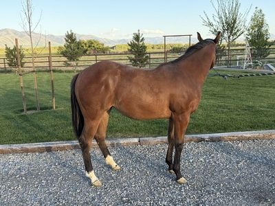 2025 cow bred filly
