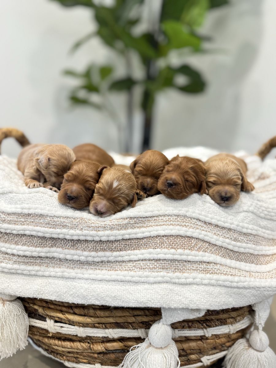 Mini/Petite Golden Doodle Puppies
