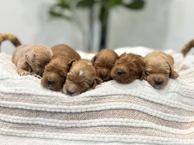 Mini/Petite Golden Doodle Puppies