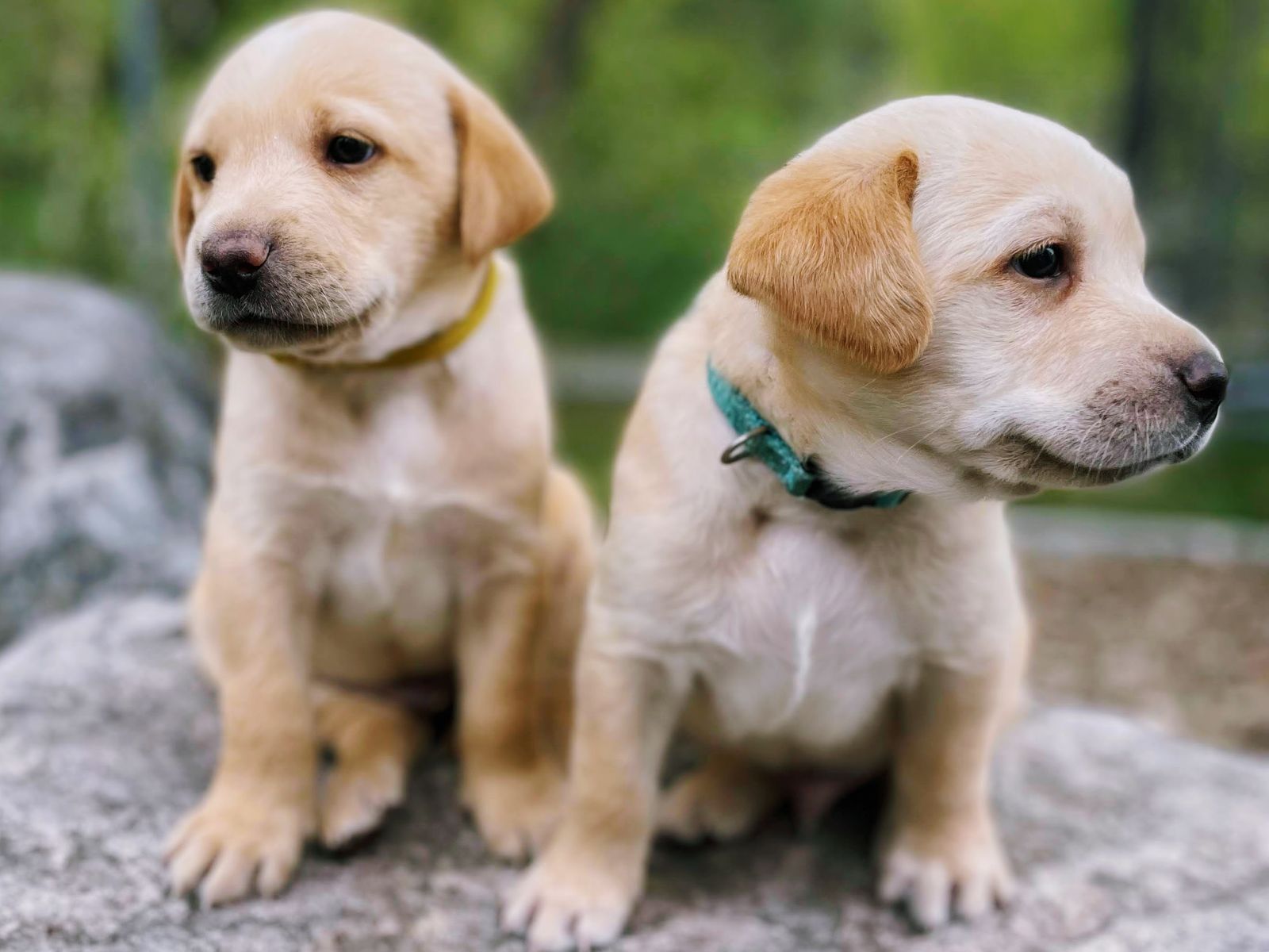 AKC Labrador Puppies