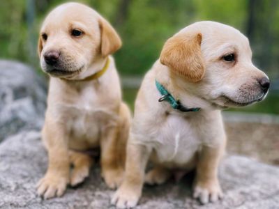AKC Labrador Puppies