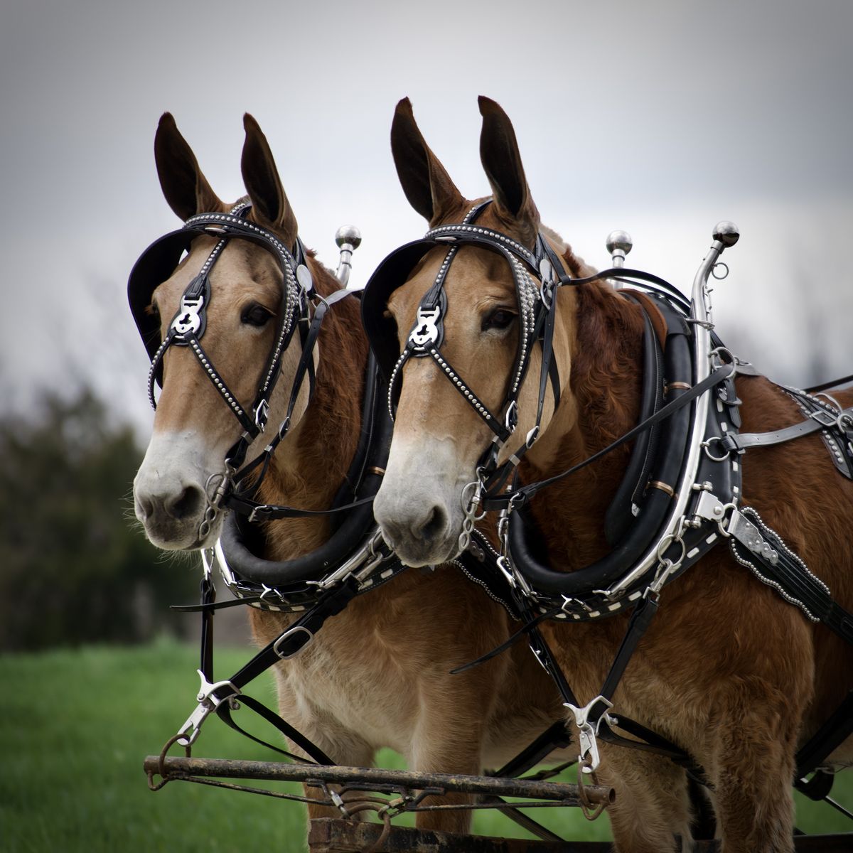 Beginner Safe Molly Mule Team