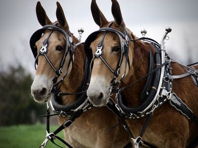 Beginner Safe Molly Mule Team