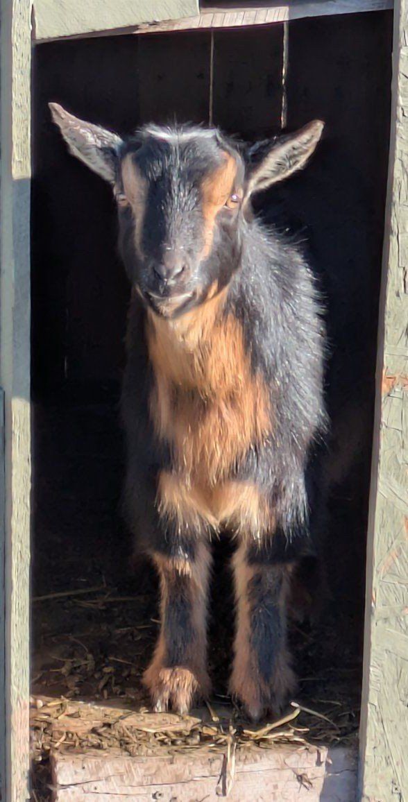 Female Nigerian Dwarf for Sale!