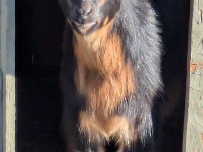 Female Nigerian Dwarf for Sale!