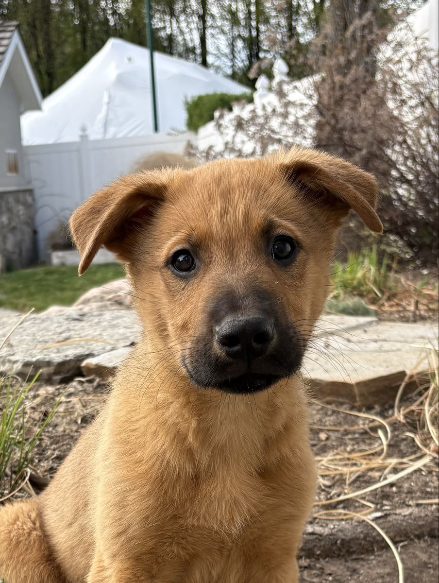 Shepherd Mix Puppy