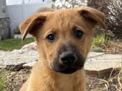 Shepherd Mix Puppy