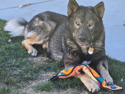 German Shepherd Mix