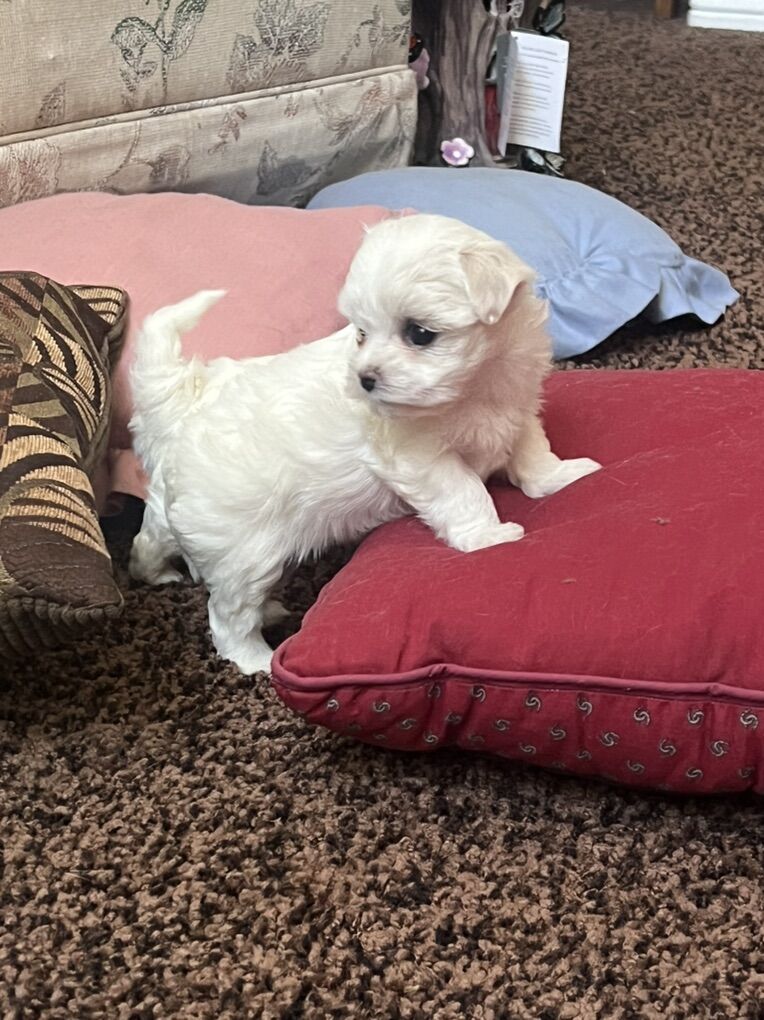 AKC Maltese Pups