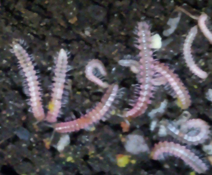 Desmoxytes planata "Pink Dragon" Millipedes