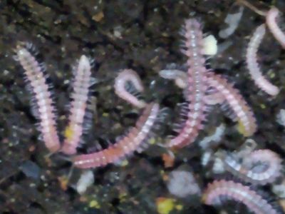 Desmoxytes planata "Pink Dragon" Millipedes