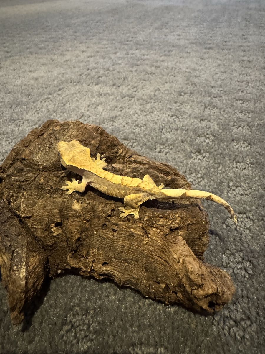 Crested Gecko