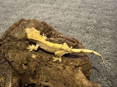 Crested Gecko