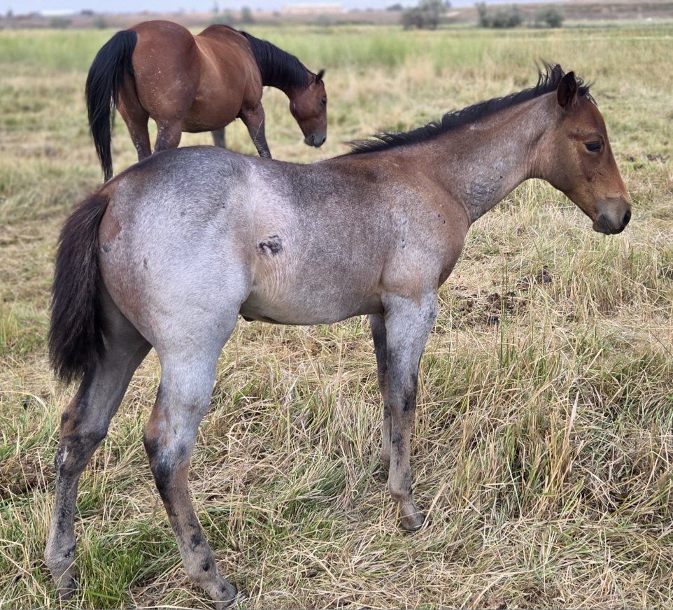 AQHA Bay Roan Stud Colt