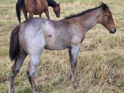 AQHA Bay Roan Stud Colt