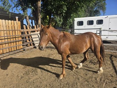 POA pony.