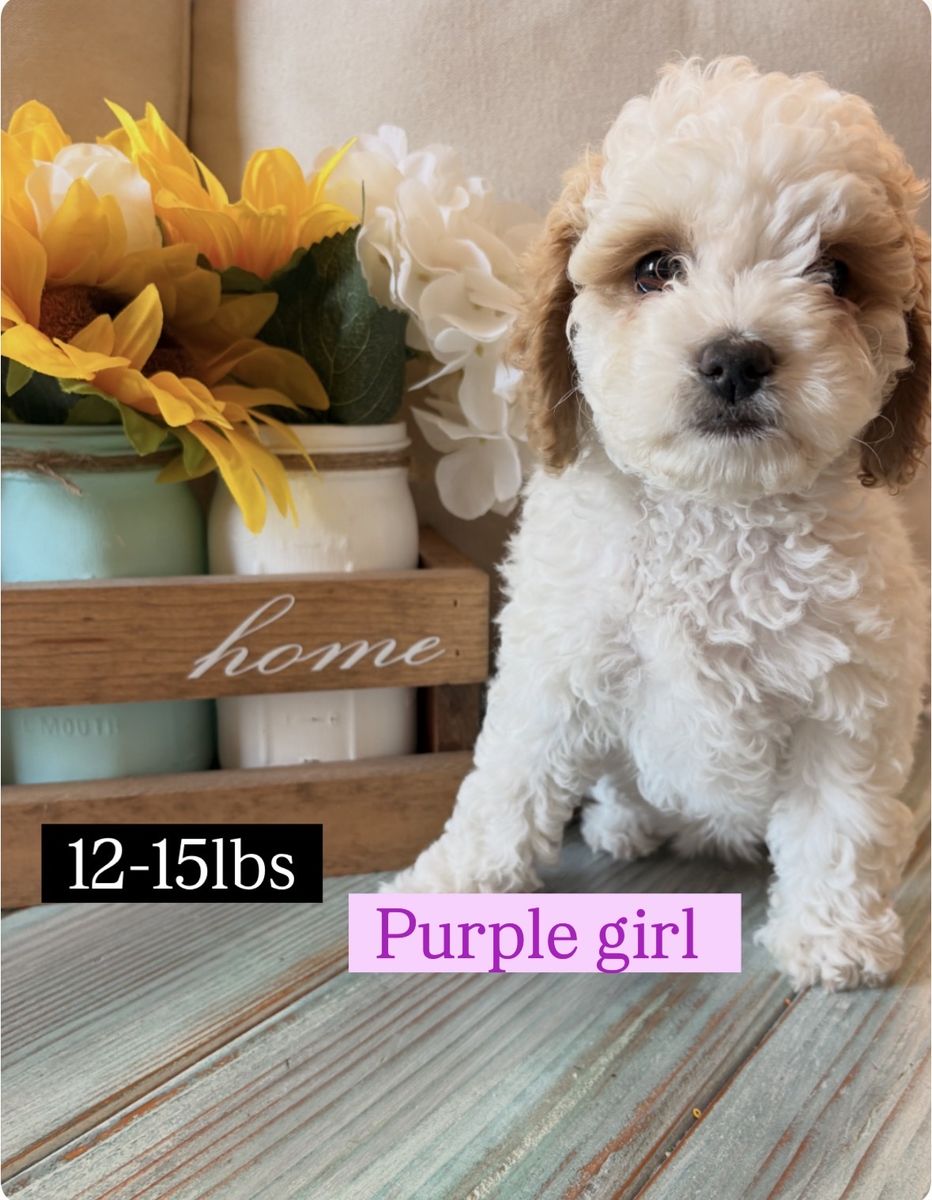 Cavapoo Puppy - Female, White & Brown, Est. Adult Weight 15 lbs