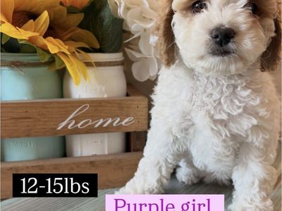Cavapoo Puppy - Female, White & Brown, Est. Adult Weight 15 lbs