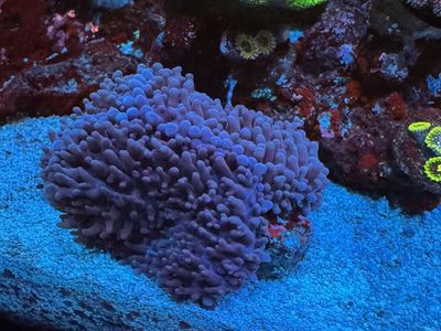 Zoas Mushrooms And Sponge