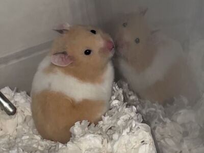 Syrian Hamster for sale!