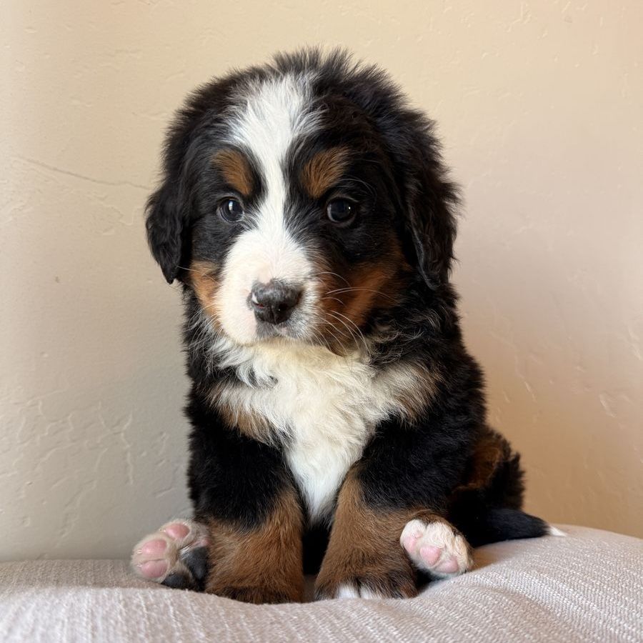 Bernese Mountain Dog Puppies