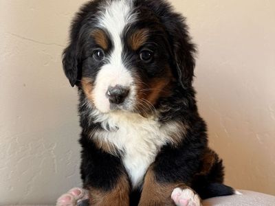 Bernese Mountain Dog Puppies