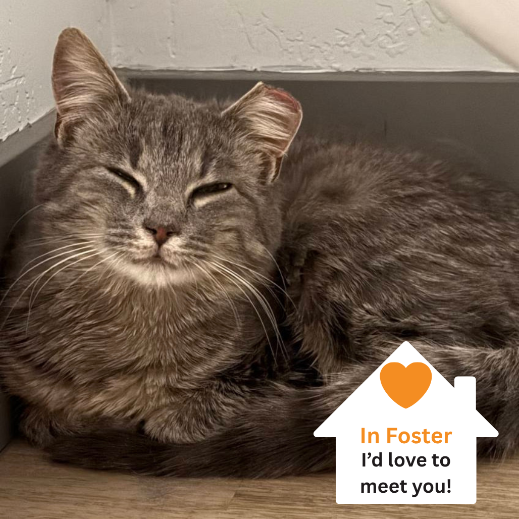 Hello my name is Heron